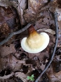 Ganoderma curtisii image
