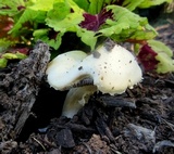Stropharia coronilla image