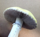 Stropharia coronilla image