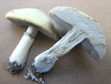 Stropharia coronilla image