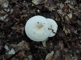 Lactarius piperatus image