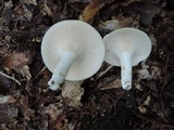 Lactarius piperatus image
