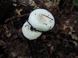 Lactarius piperatus image