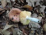 Russula veternosa image