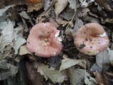 Russula veternosa image