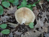 Lactarius argillaceifolius image