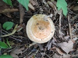 Lactarius psammicola f. glaber image