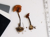 Marasmius lachnophyllus image