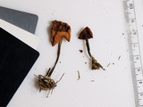 Marasmius lachnophyllus image