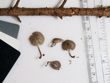 Mycena rubromarginata image