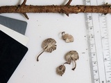 Mycena rubromarginata image