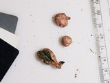 Phallogaster saccatus image