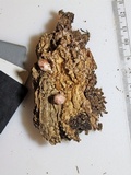 Phallogaster saccatus image