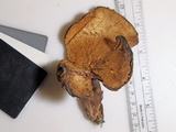 Sarcodon joeides image