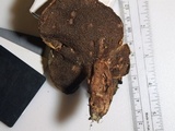 Sarcodon joeides image
