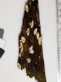 Crepidotus stipitatus image