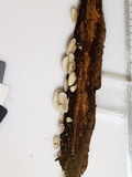 Crepidotus stipitatus image