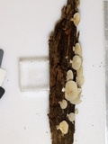 Crepidotus stipitatus image