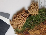 Ramaria rubella image