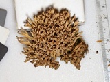 Ramaria rubella image