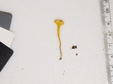 Hygrocybe parvula image