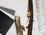 Crepidotus fusisporus image