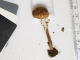 Echinoderma asperum image