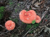 Russula pulchra image