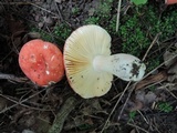 Russula pulchra image