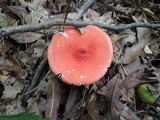 Russula pulchra image