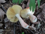 Russula pulchra image