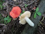 Russula pulchra image