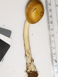 Amanita sinicoflava image