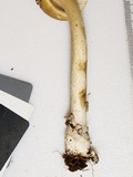 Amanita sinicoflava image