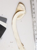 Amanita sinicoflava image
