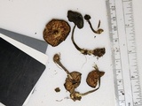 Entoloma violaceum image