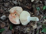 Russula flavisiccans image