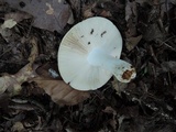 Russula flavisiccans image