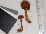 Cortinarius sanguineus image