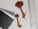 Cortinarius sanguineus image