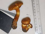 Cortinarius tofaceus image