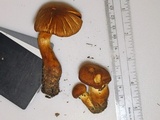 Cortinarius tofaceus image