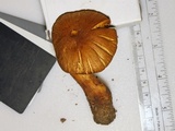 Cortinarius tofaceus image
