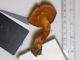 Cortinarius tofaceus image