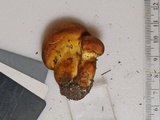 Cortinarius tofaceus image