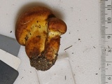 Cortinarius tofaceus image