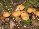 Psathyrella piluliformis image