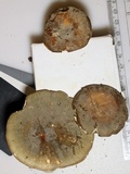 Russula modesta image