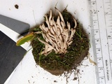 Clavaria fumosa image