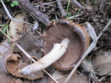 Psathyrella piluliformis image